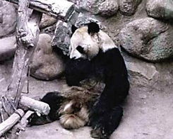 科研人员因被指控虐待大熊猫获刑，一场不实谣言的悲剧